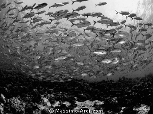 Fotteyo Kandu, Maldives D300, aquatica housing, 10,5 mm +... by Massimo Ardizzoni 